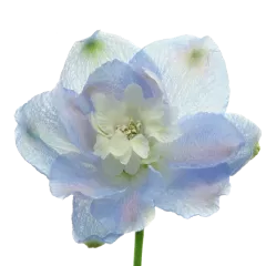 Delphinium Guardian Lavender