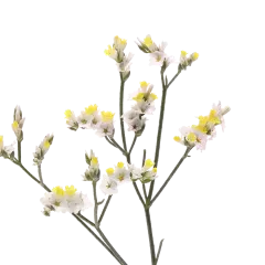 Limonium China White
