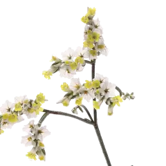 Limonium China White