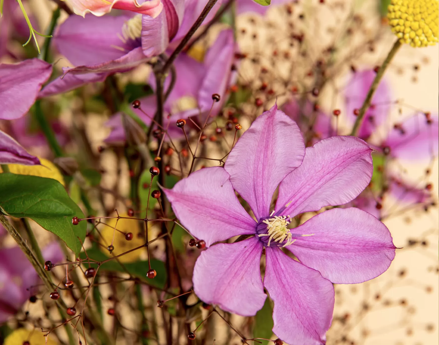 Clematis Amazing® Tokyo