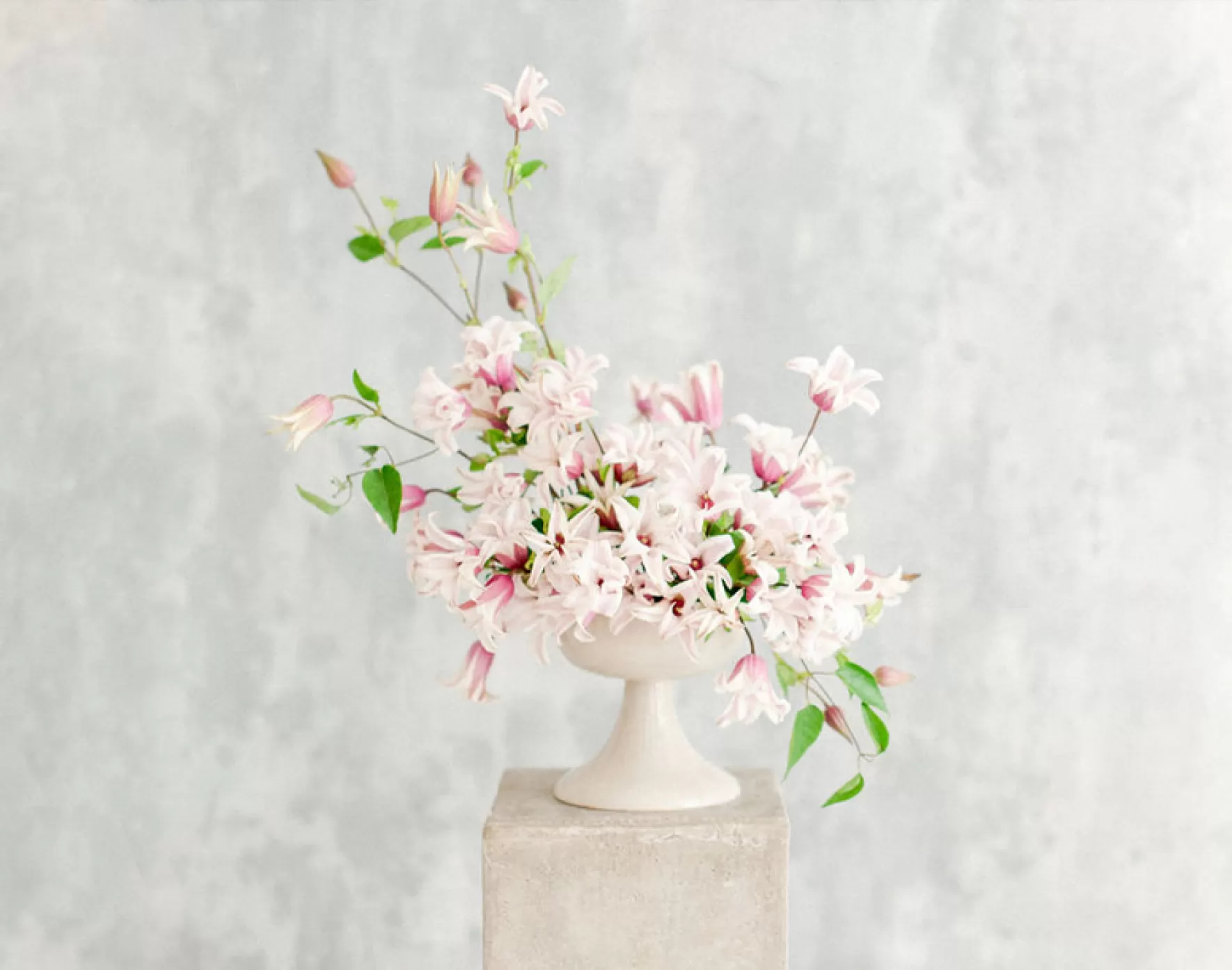 Clematis Amazing® Sevilla last een groeipauze in