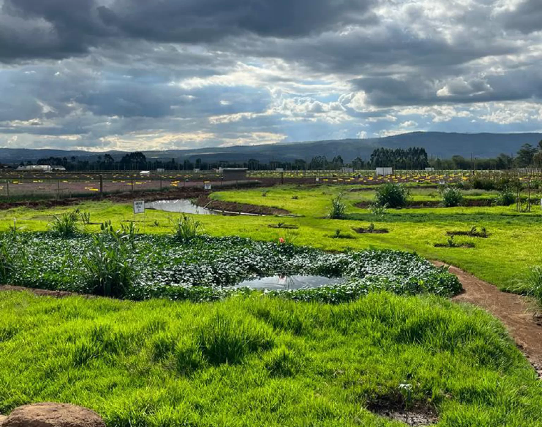 Wetlands: the final phase