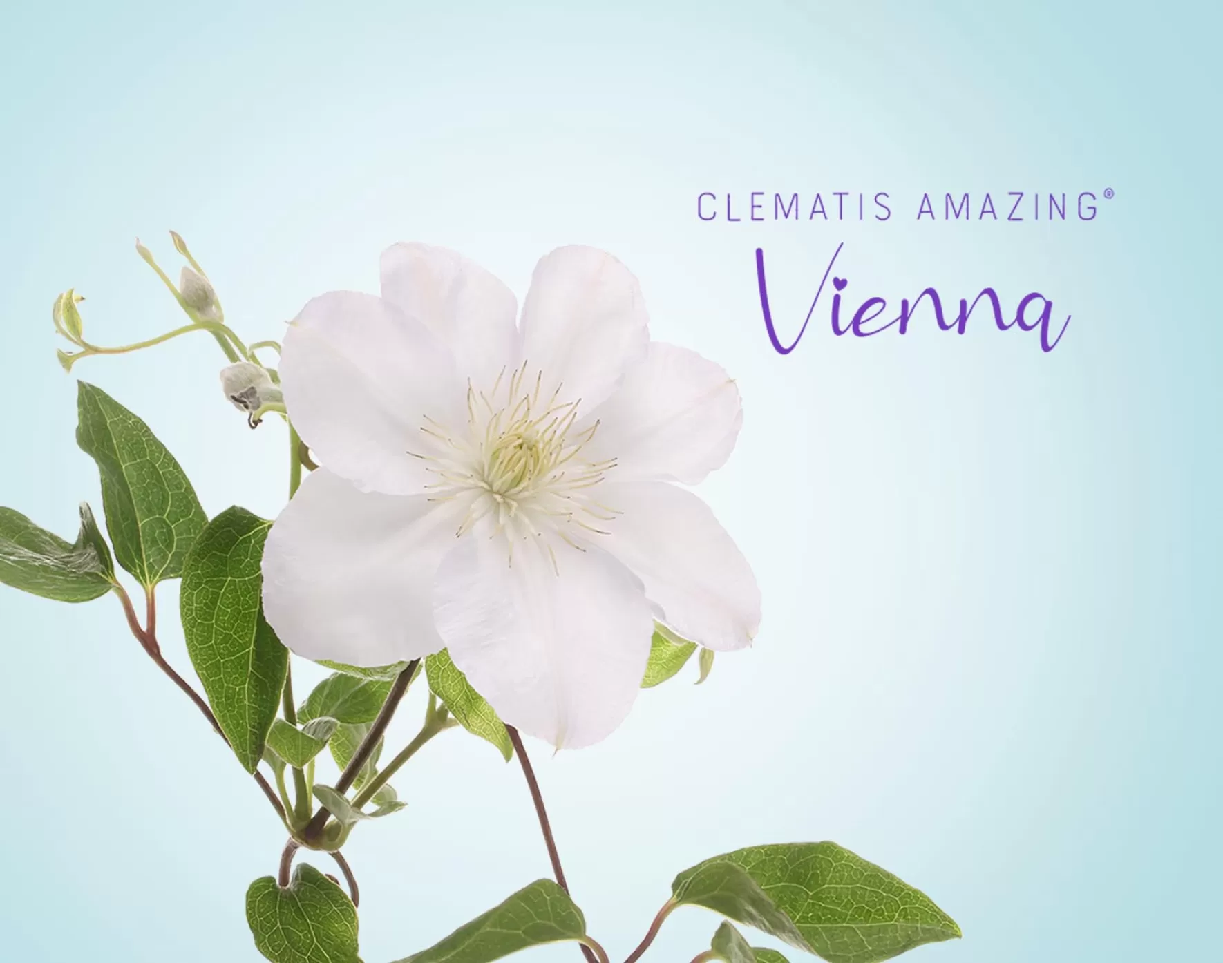 Clematis Amazing® Vienna