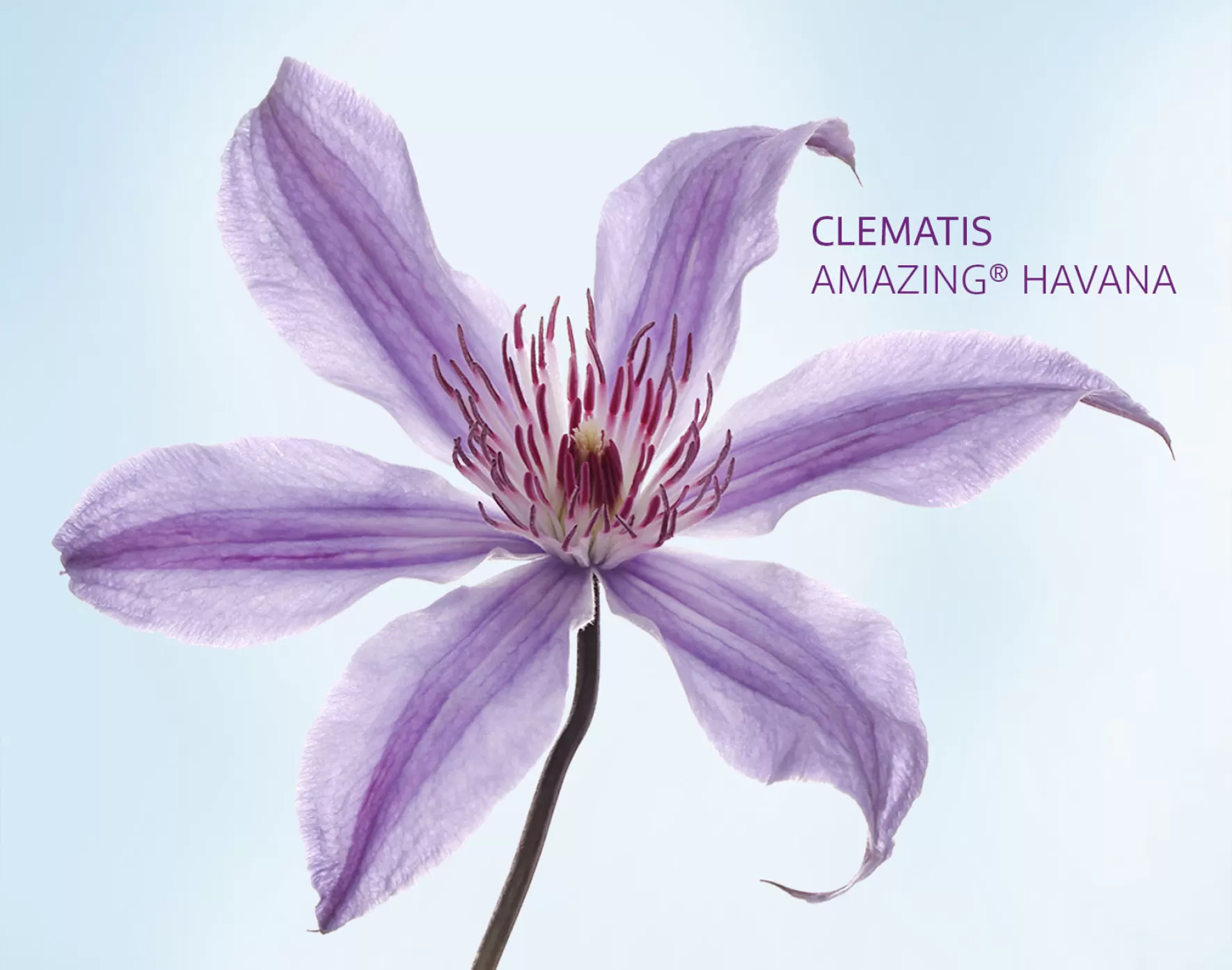 Clematis Amazing® Havana