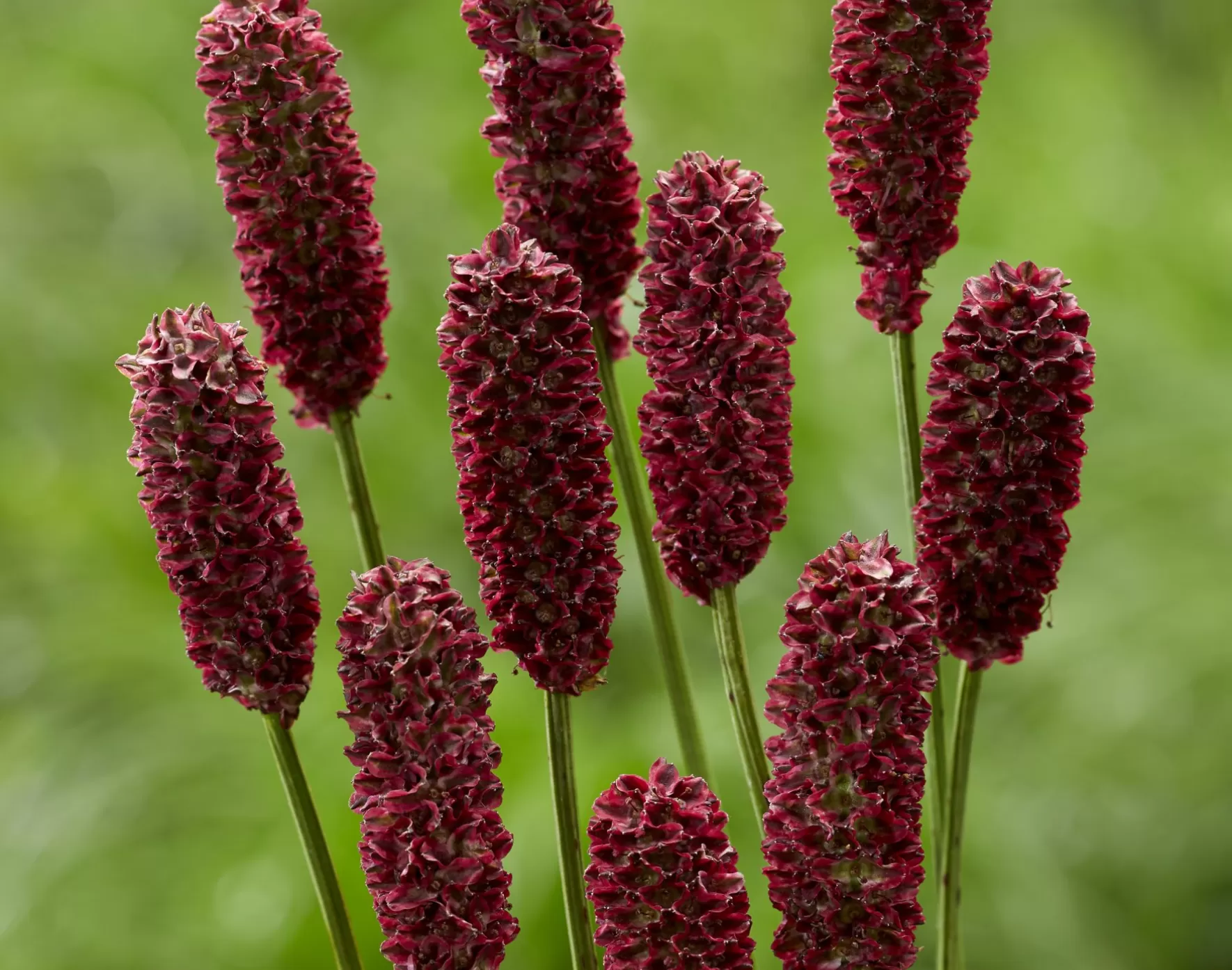 Sanguisorba Red Dream