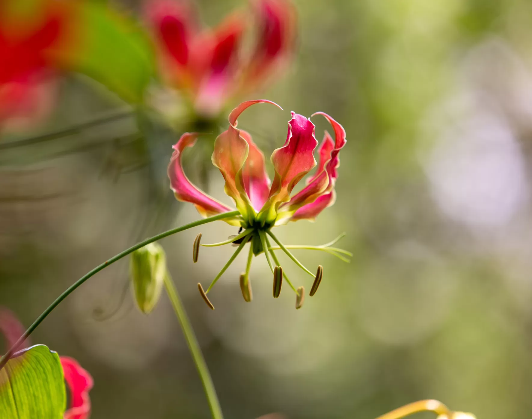 Gloriosa