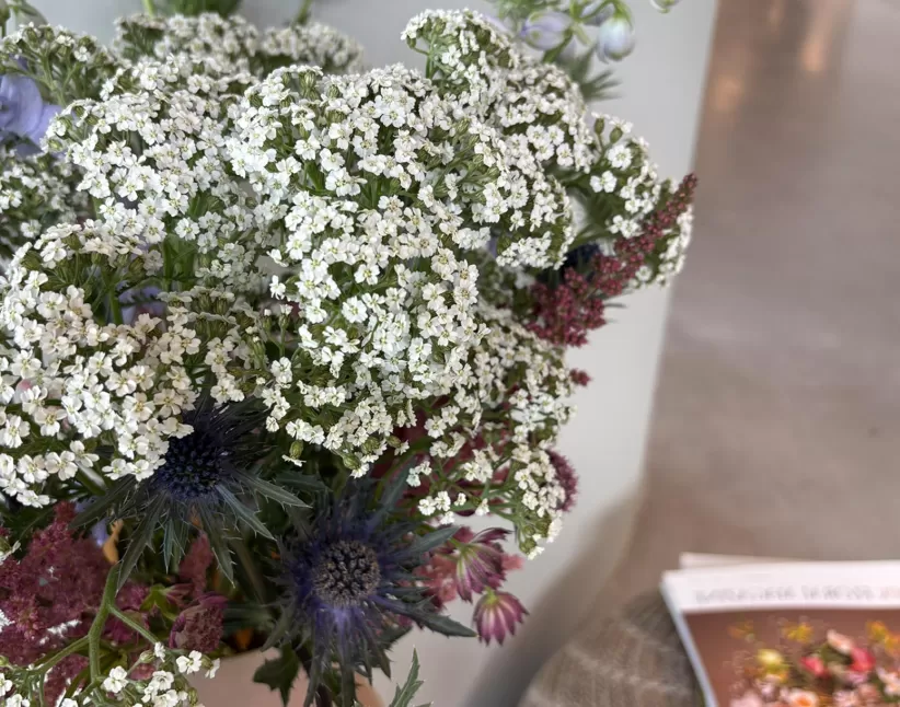 Achillea Neonglow