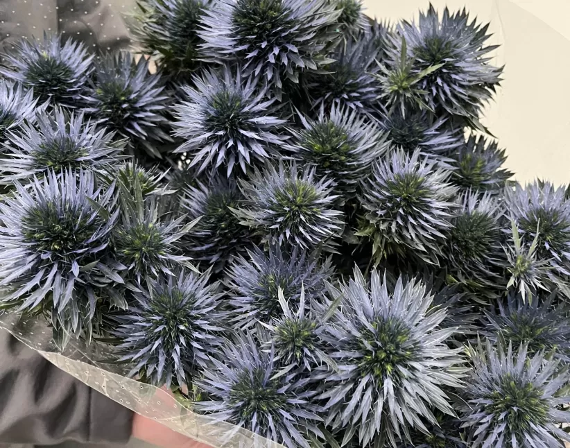 NEW: ERYNGIUM SCORPIUS QUESTAR®