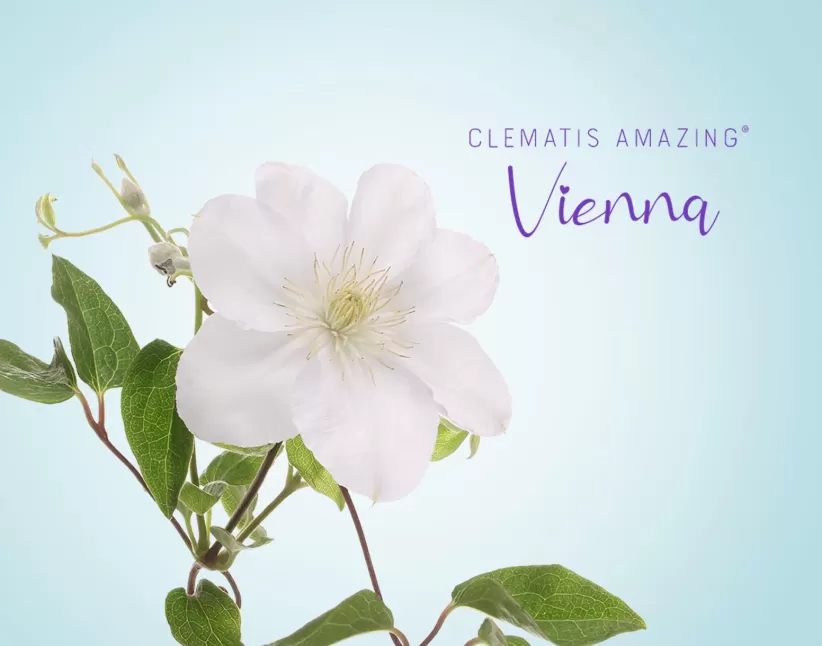 Clematis Amazing® Vienna