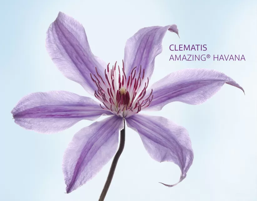 Clematis Amazing® Havana