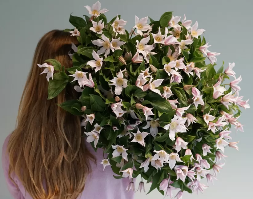  Clematis Amazing® Kansas