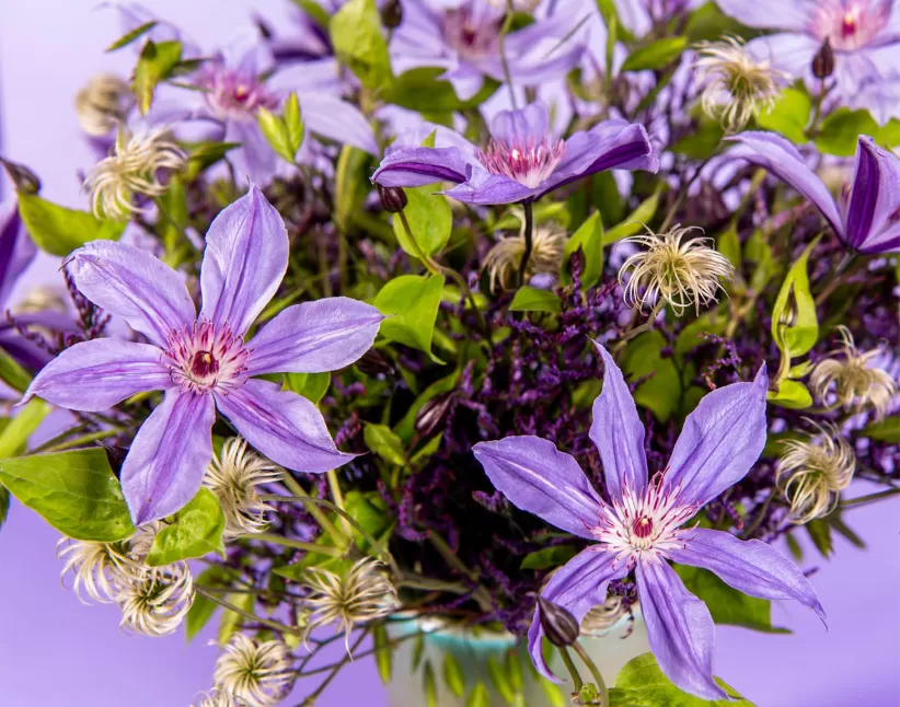 Clematis Amazing® Havana + Clematis Amazing® Kibo Blumenstrauß