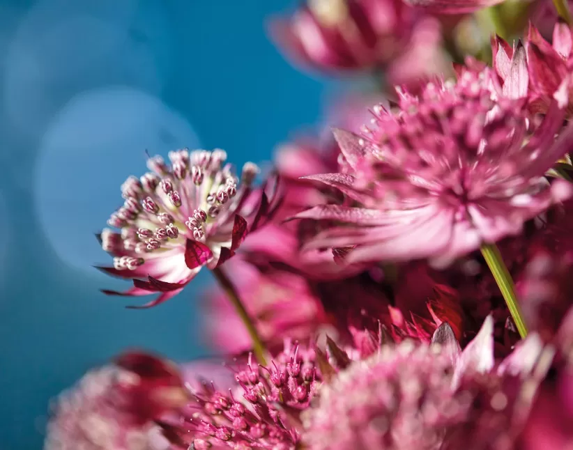 Astrantia star serie close-up