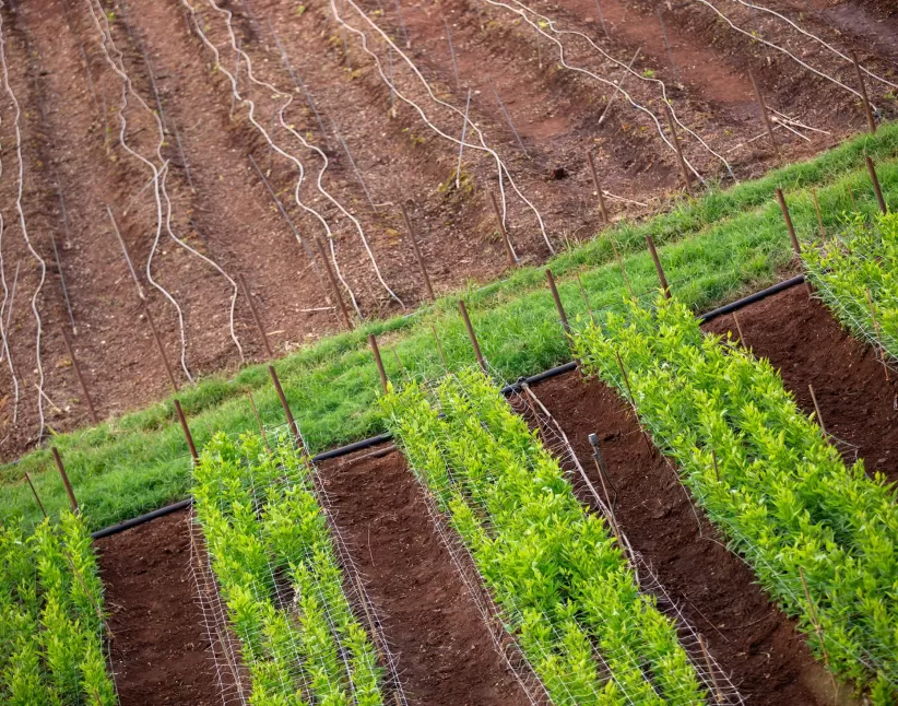 Regeneratieve bloementeelt