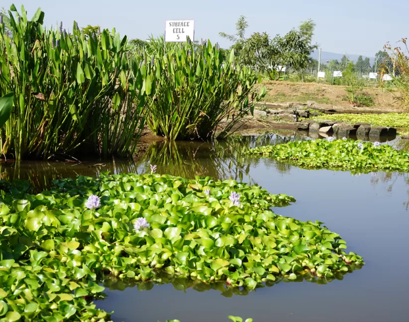Wetlands at Marginpar flower farm