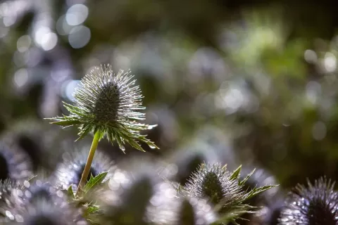 Marginpar Eryngium 