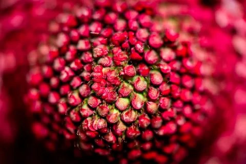 Floral Trends 2025  scabiosa