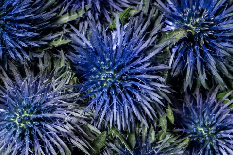 Hanneke Frankema design floral trends