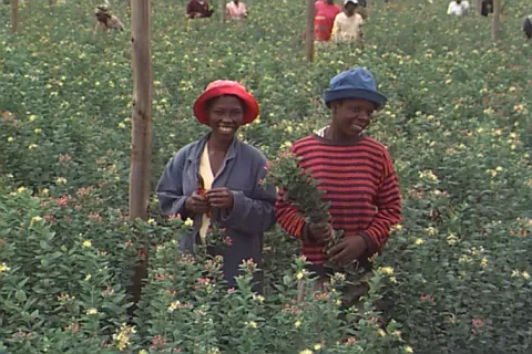 1998 - Hypericum Zimbabwe