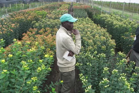 2013 - Hypericum Kenya trial site