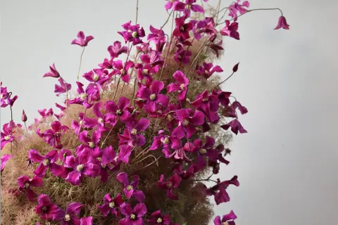 Mike Boerma - Smokey bush design