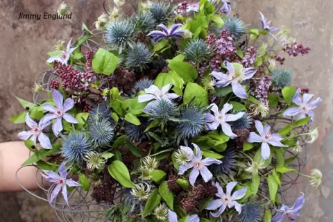 Eryngium Questar 