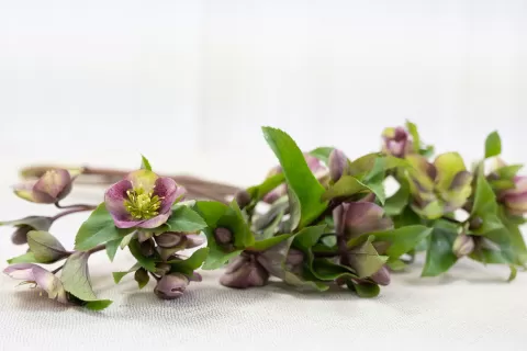 Helleborus Mammoth Pink