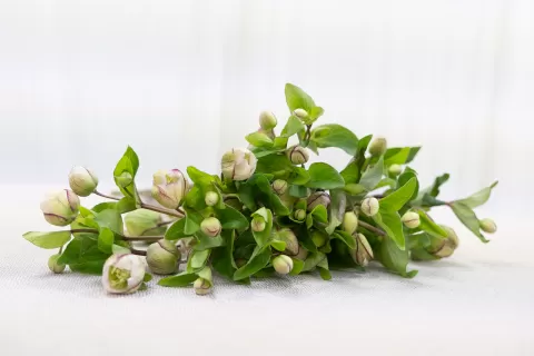 Helleborus Bella Belles