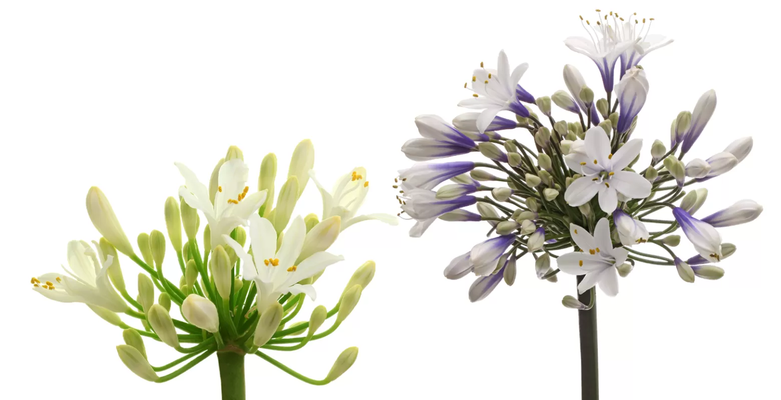 Agapanthus Gletsjer and Agapanthus Twister