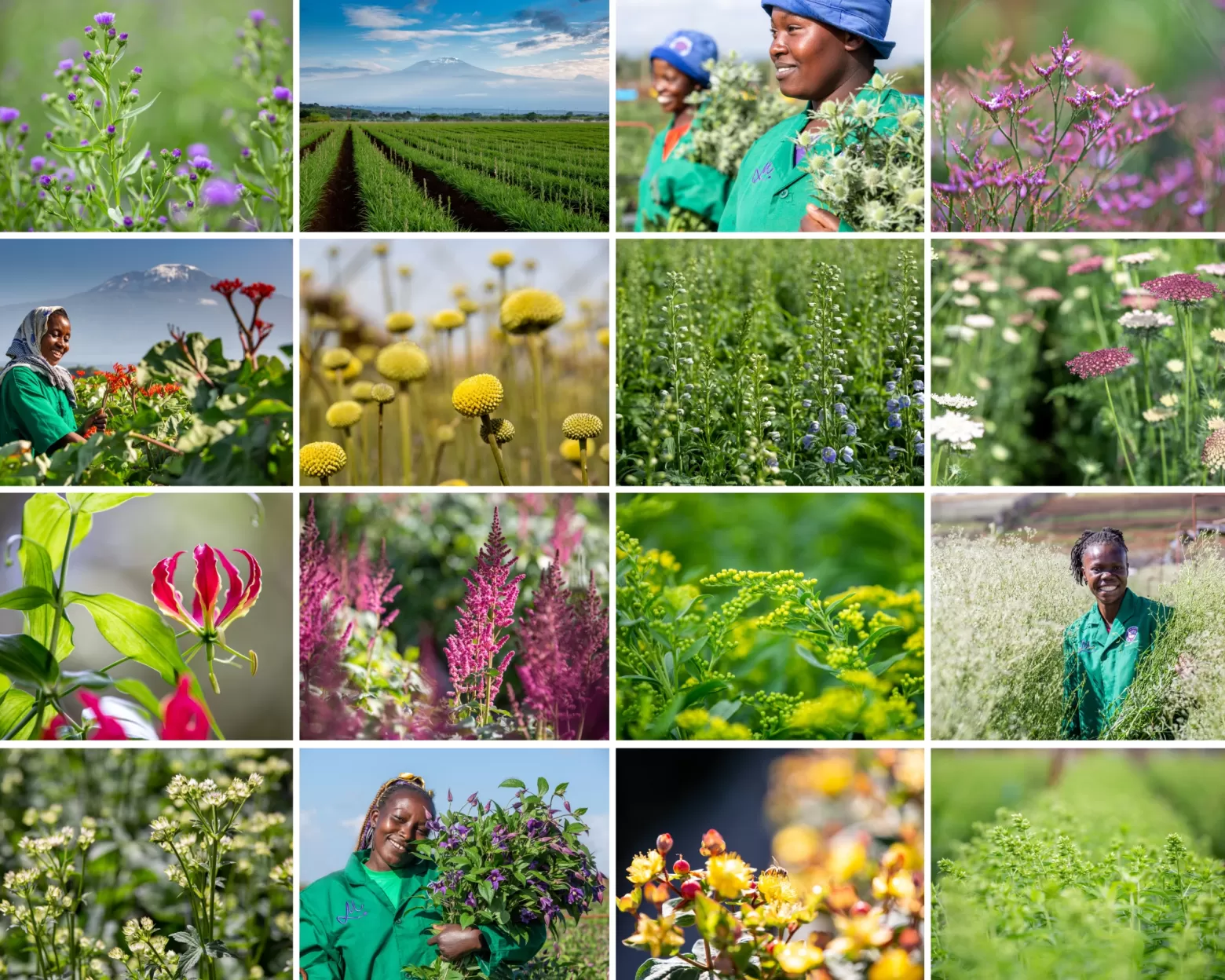 Flower farms Marginpar Group