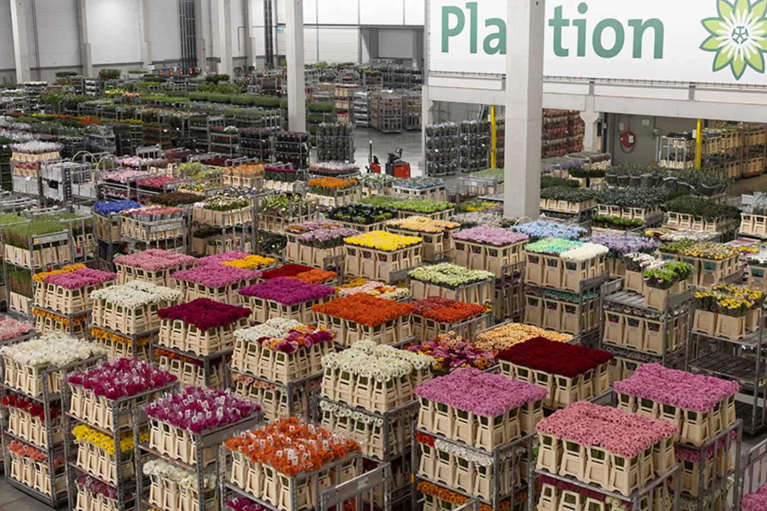Plantion - Wholesale center