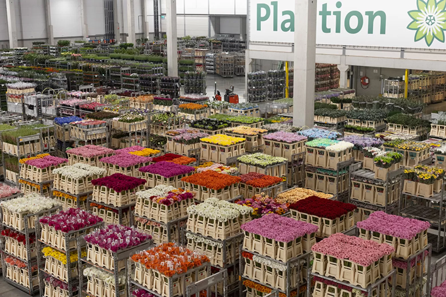 Plantion - Wholesale Center