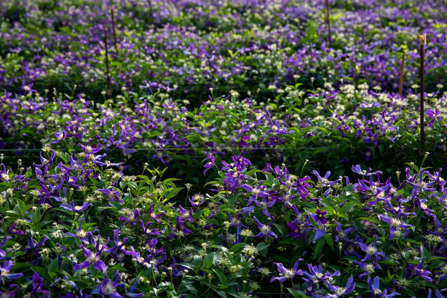 Flower field - Clematis