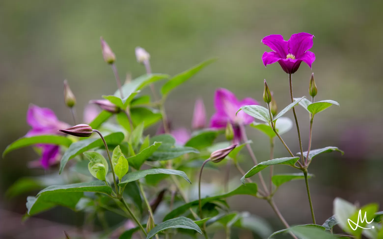 Clematis amazing inspiration