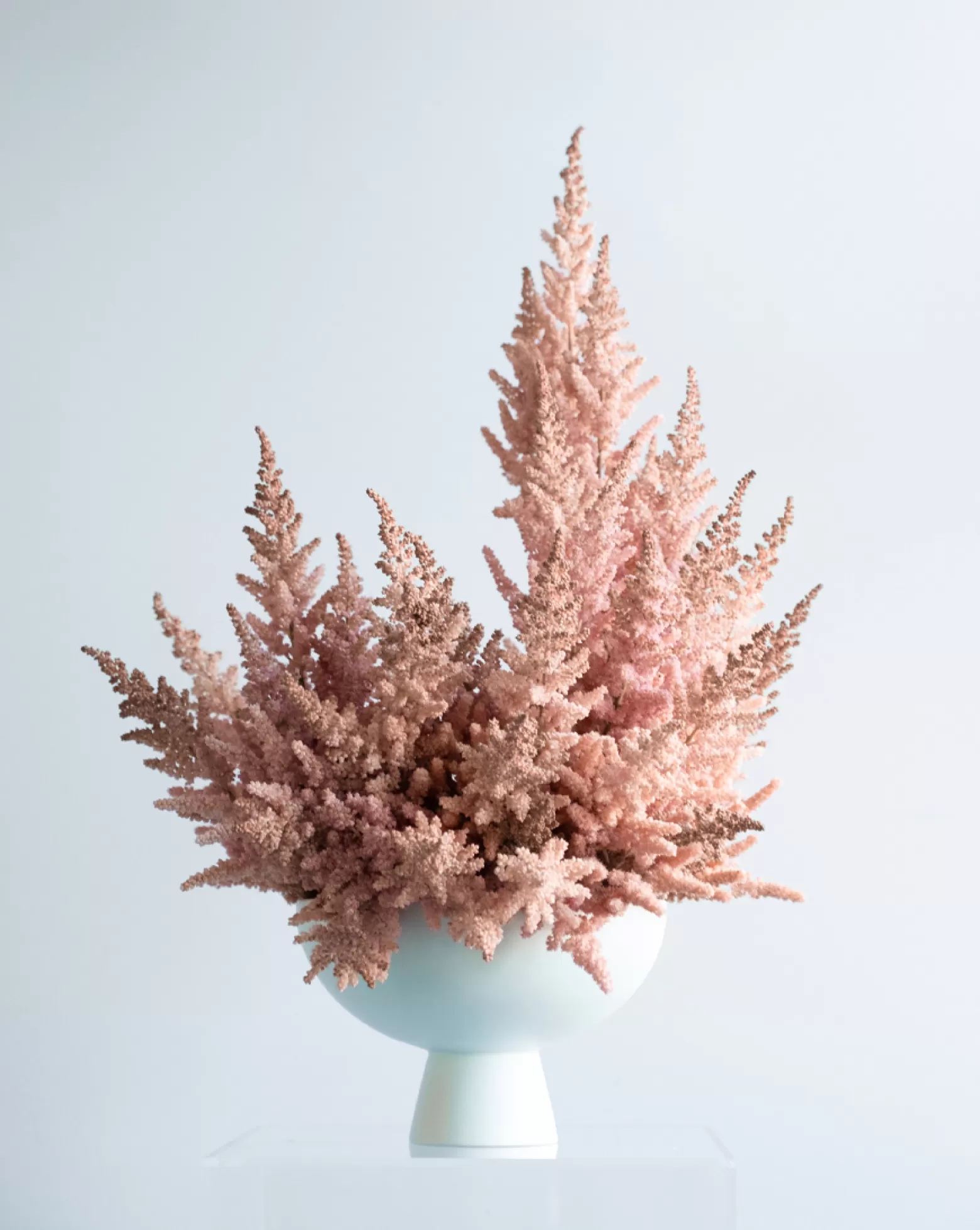 Astilbe cut flower Vison Inferno Marginpar