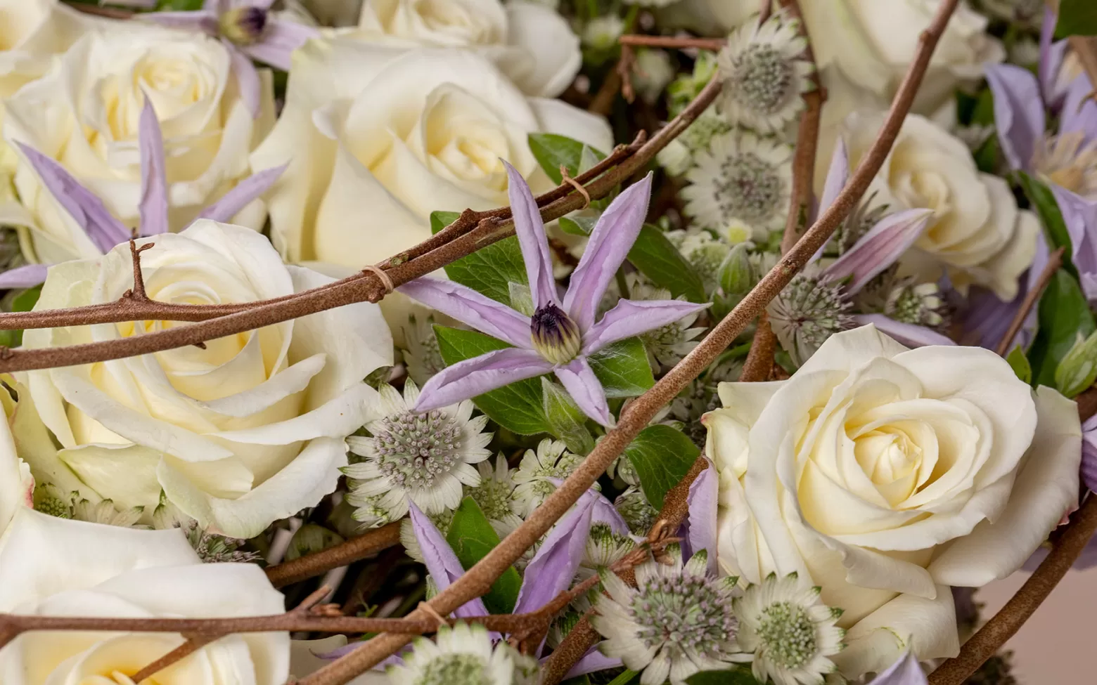 Astrantia Billion Star - Marginpar Cutflower