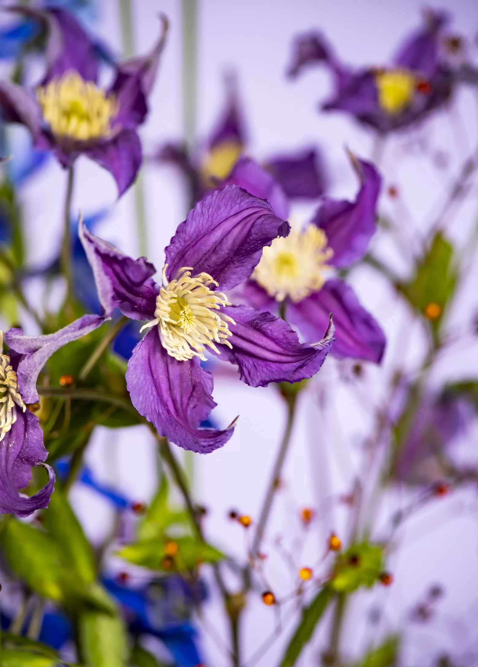 Marginpar Clematis Amazing Blue Pirouette cut flower