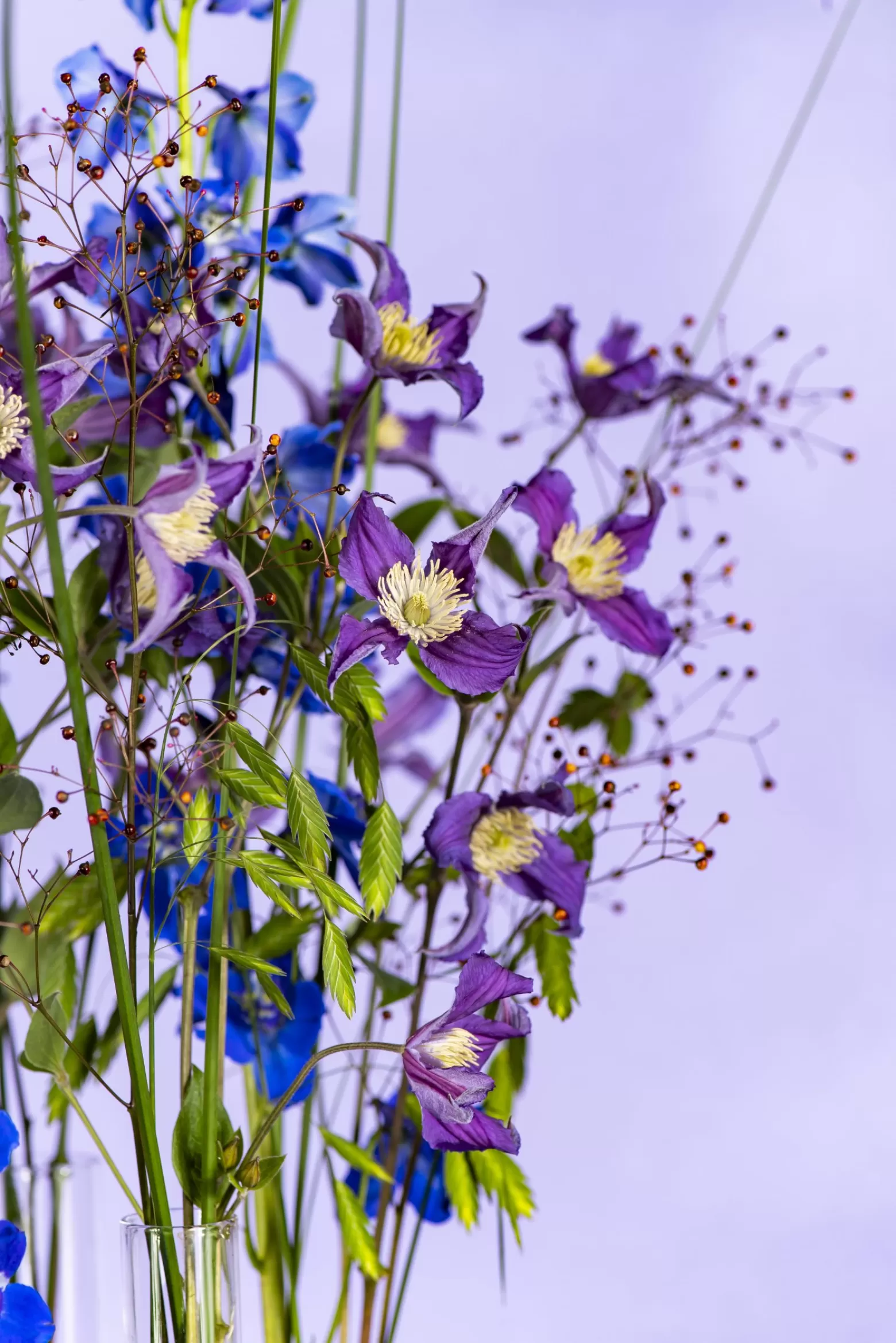 Marginpar Clematis Amazing Blue Pirouette cut flower