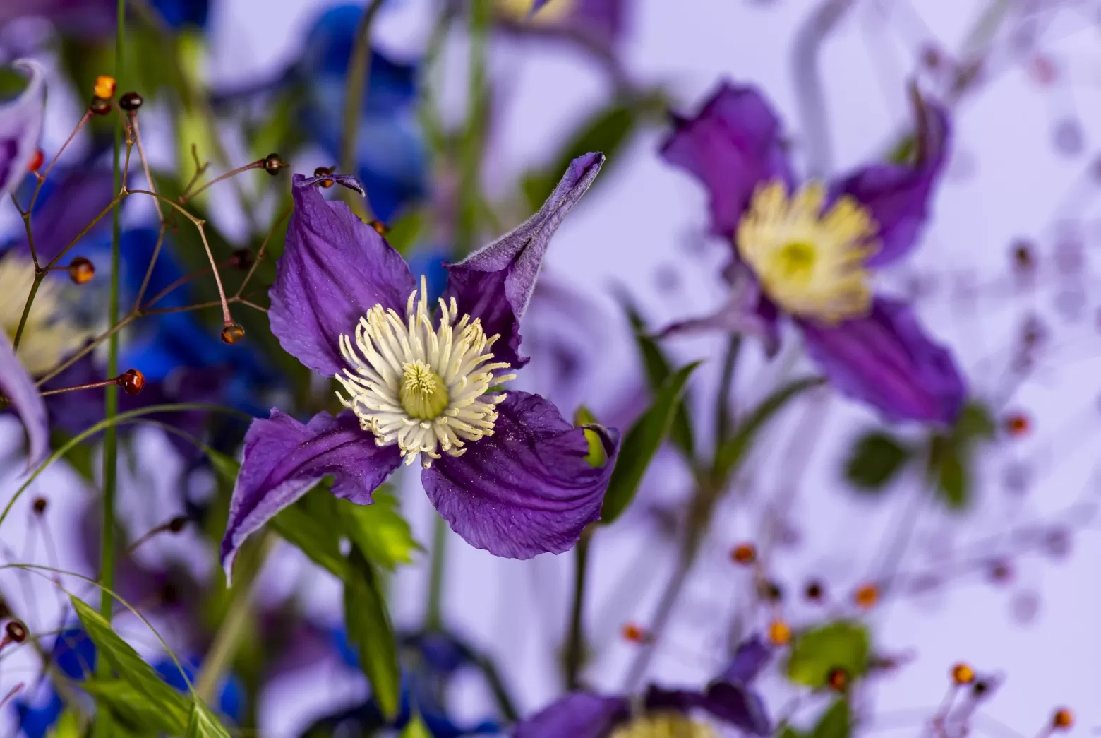 Marginpar Clematis Amazing Blue Pirouette cut flower