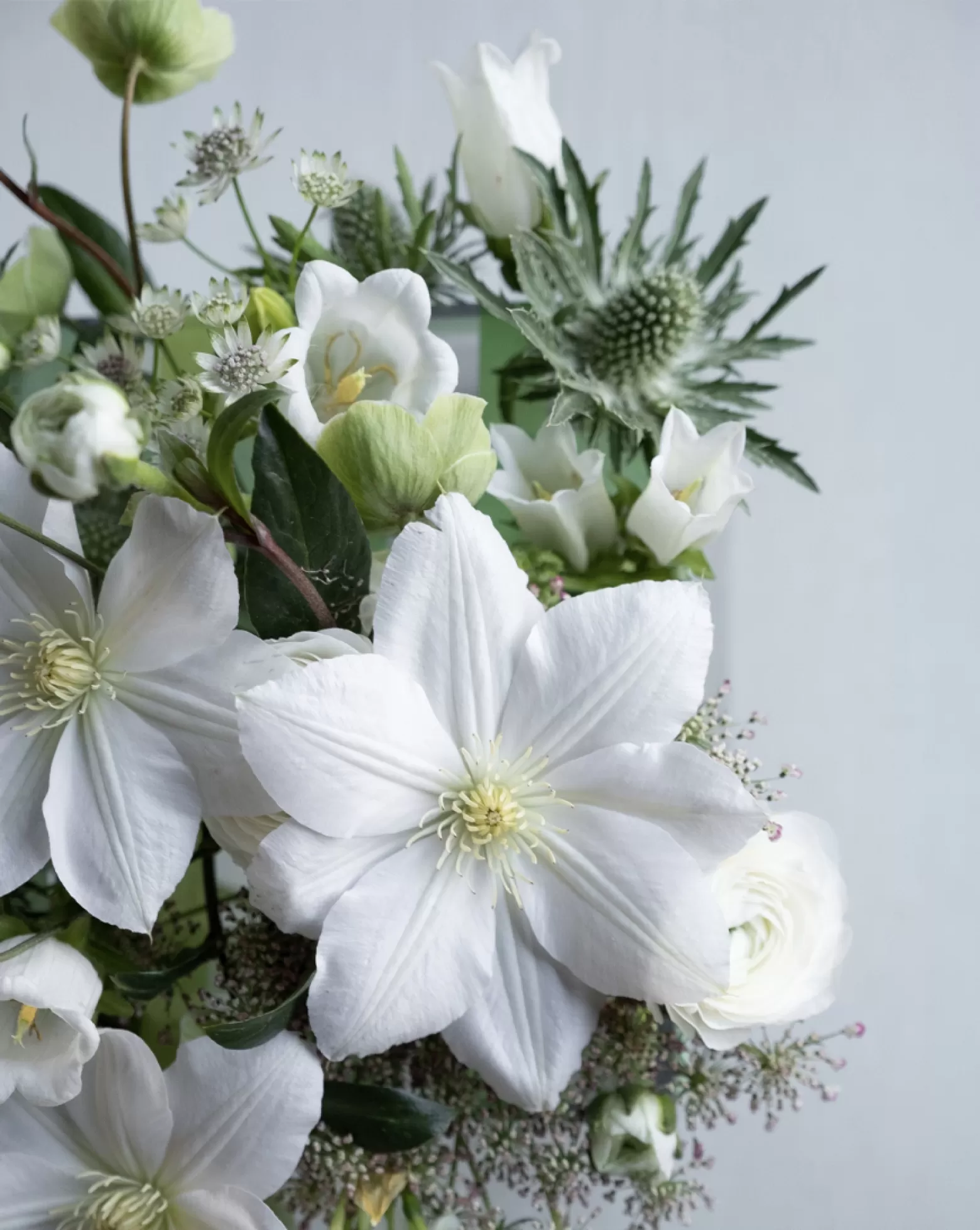 Campanula cut flower Champion White Marginpar