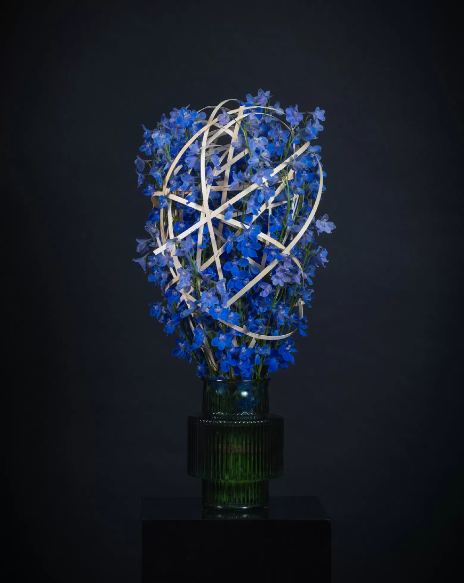 Marginpar Delphinium Bella Andes Azure cut flower