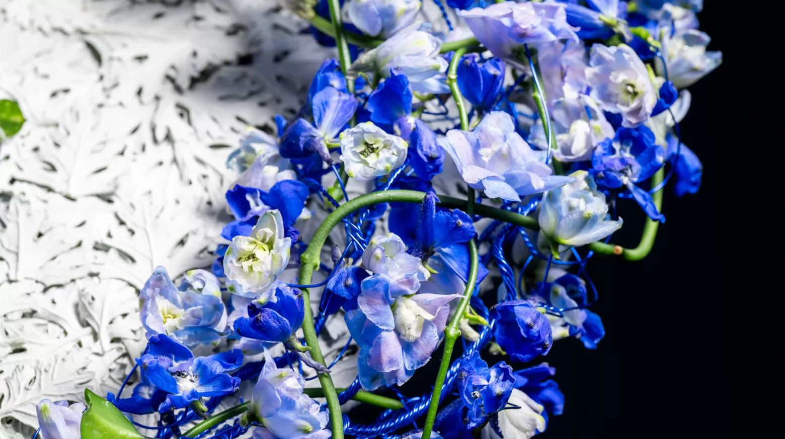 Marginpar Delphinium Bella Andes Azure cut flower