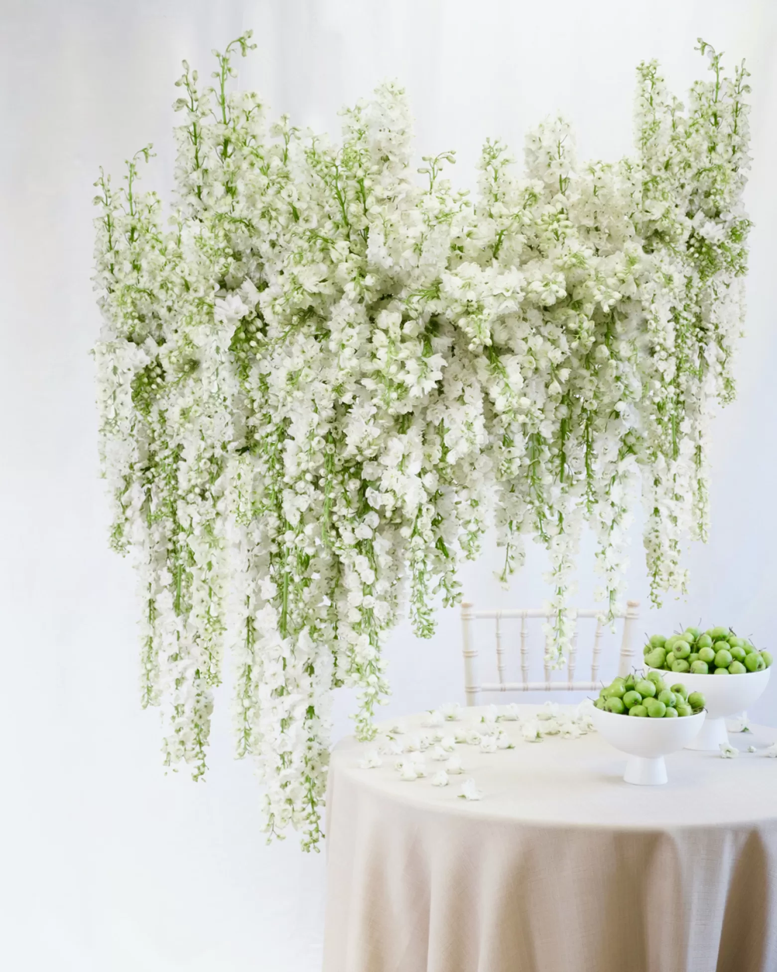 Delphinium Andes White - Marginpar - Joseph Massie