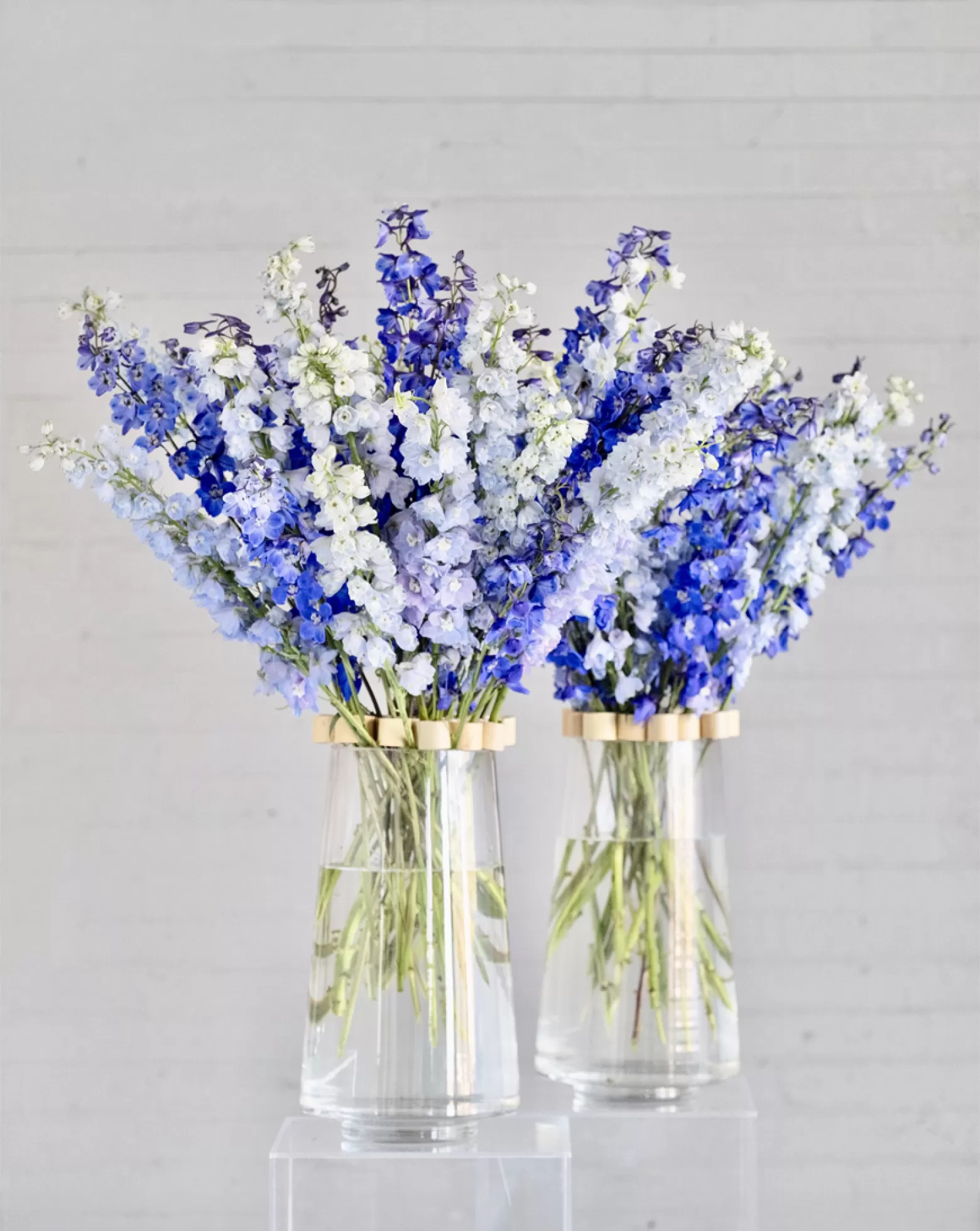 Delphinium cut flower Blue Donna Marginpar