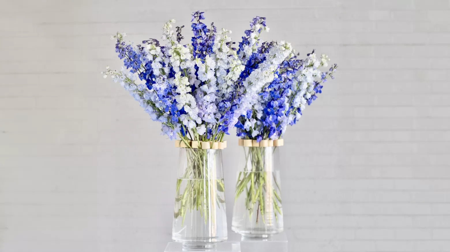 Delphinium cut flower Guardian Lavender Marginpar