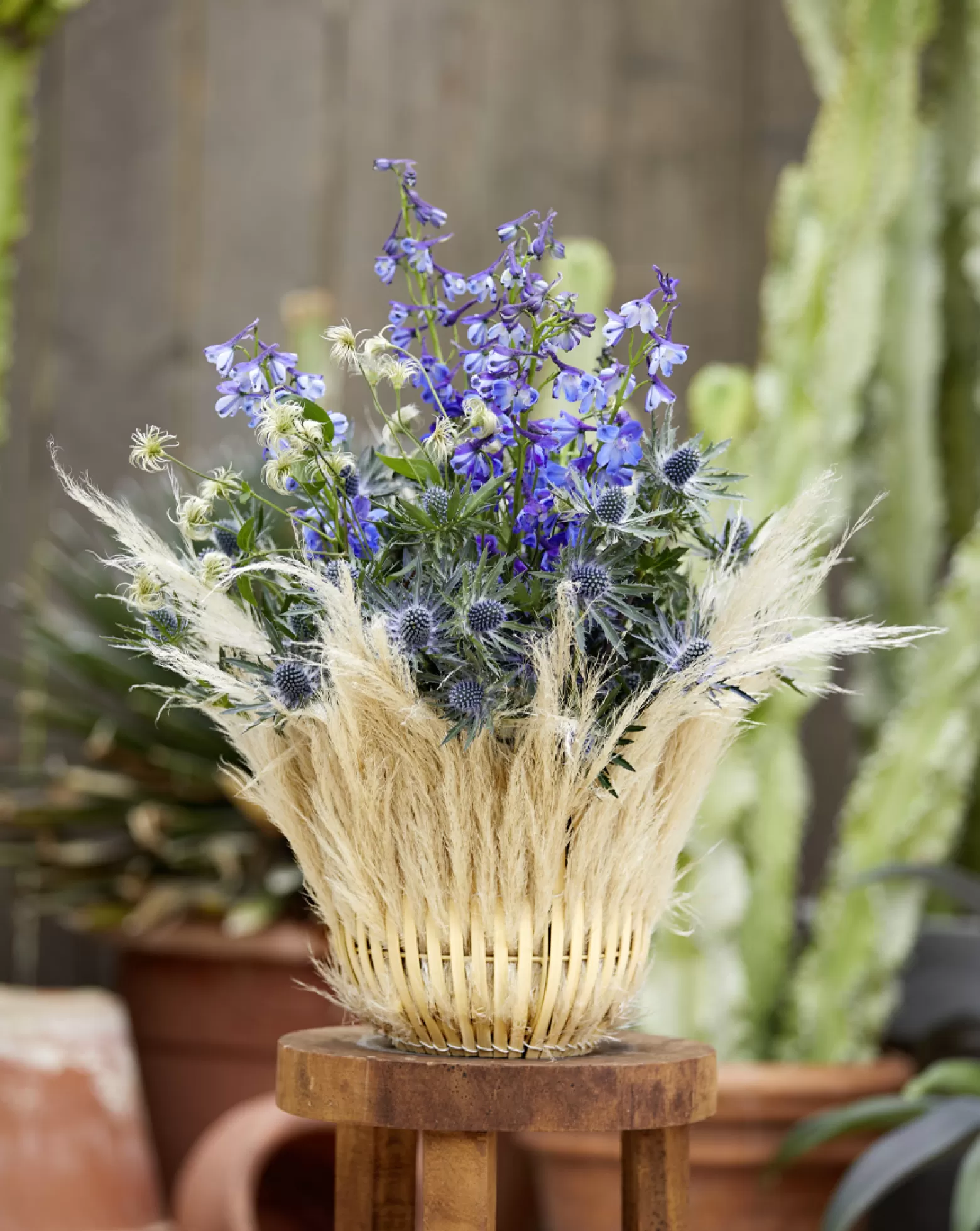 Eryngium Orion Questar - Marginpar cut flowers