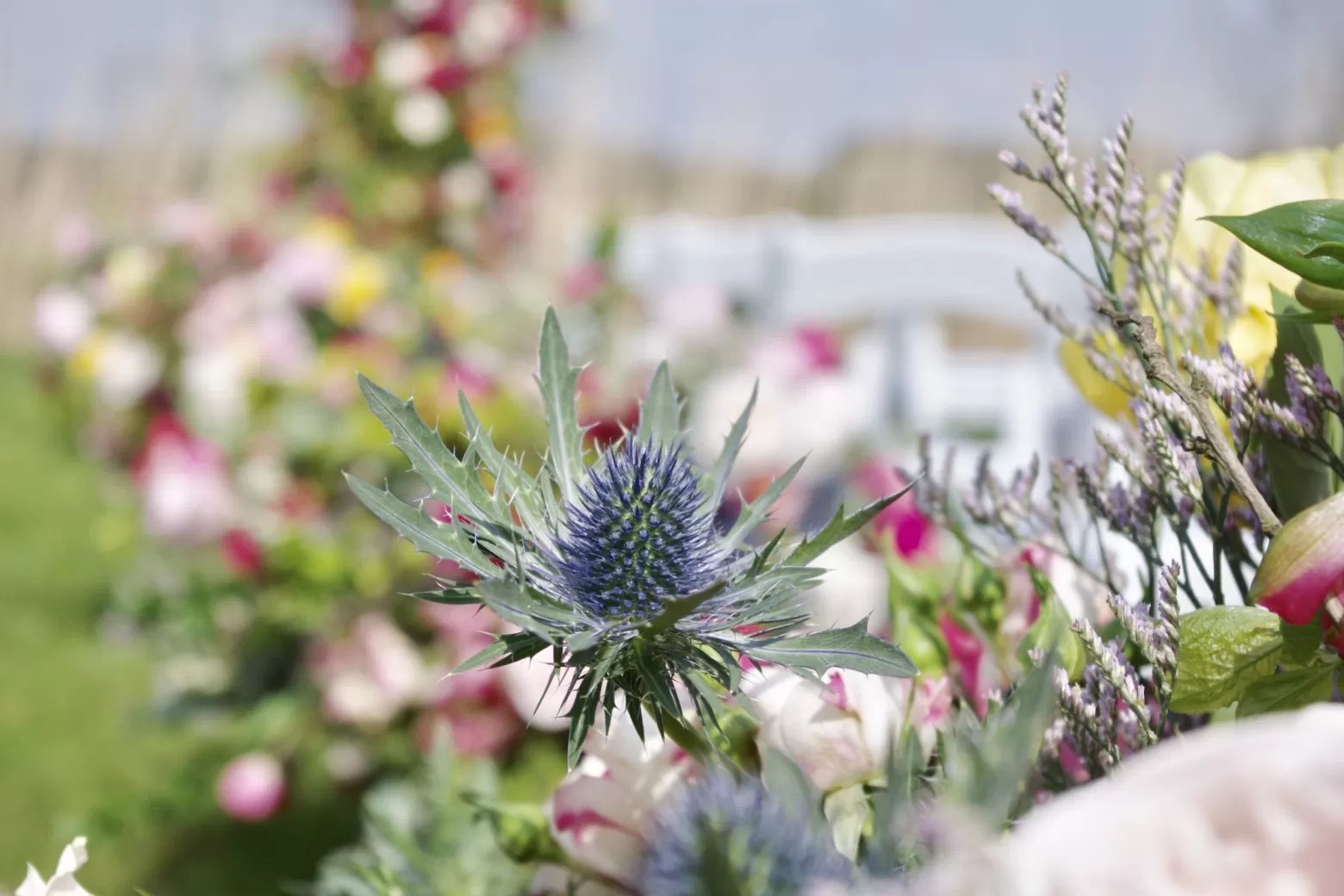 Eryngium Orion Questar - Marginpar cut flowers