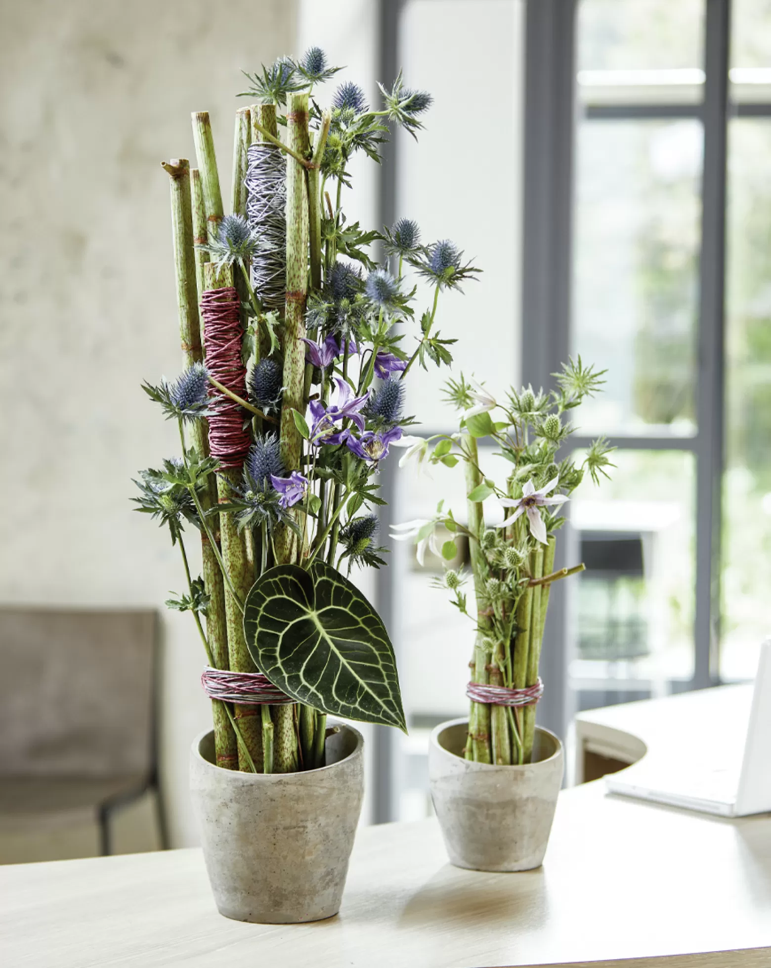 Eryngium cut flower Sirius Questar Marginpar