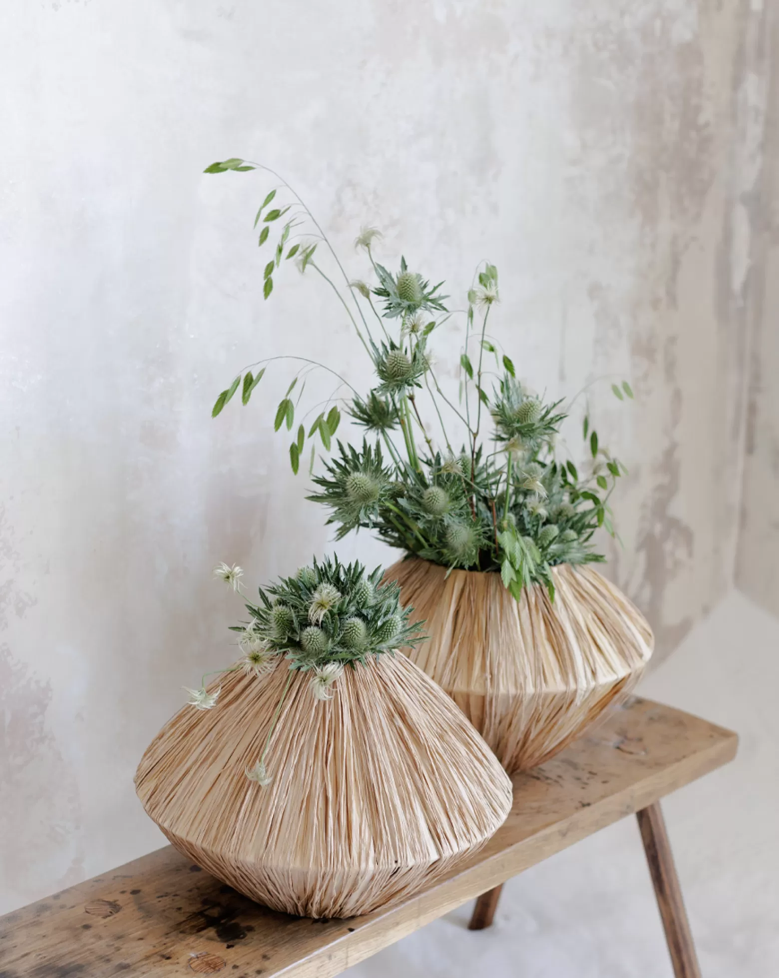 Marginpar Eryngium Gemini Questar®
