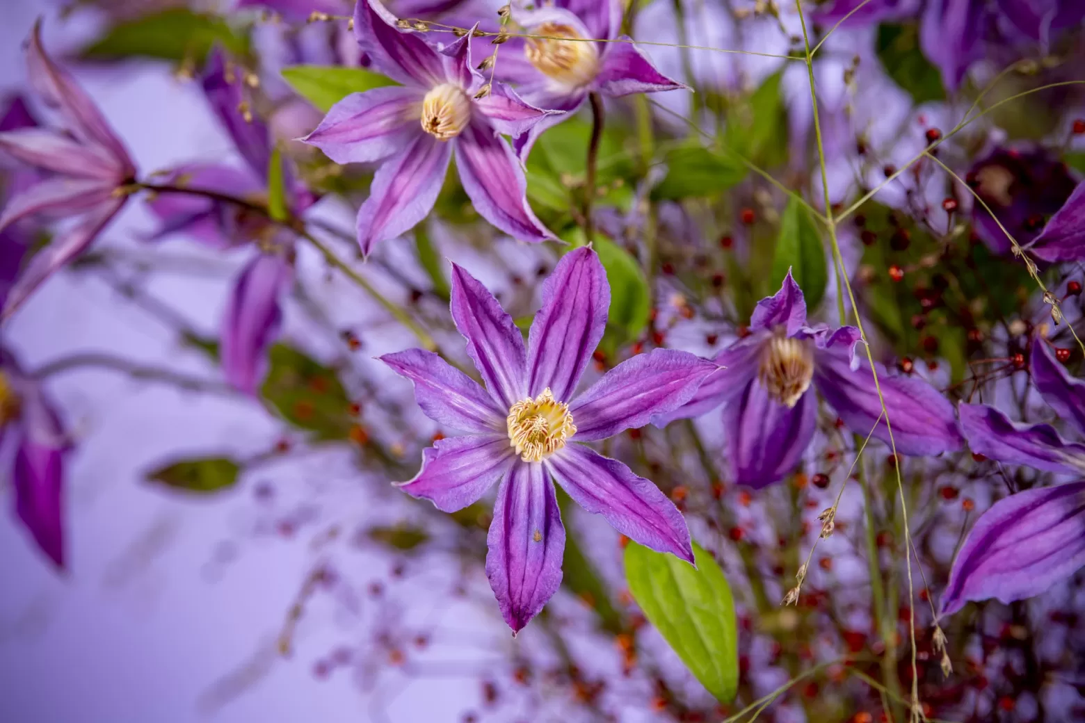 Marginpar Clematis Amazing Geneva cut flower